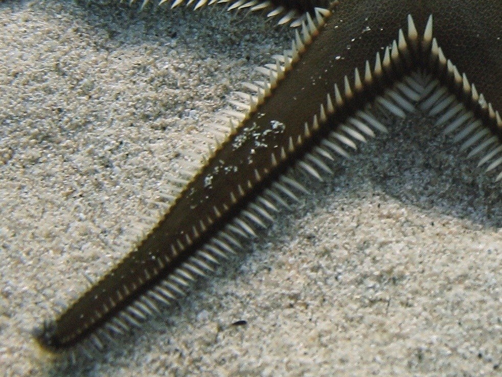 Astropecten platyacanthus (Philippi, 1837)